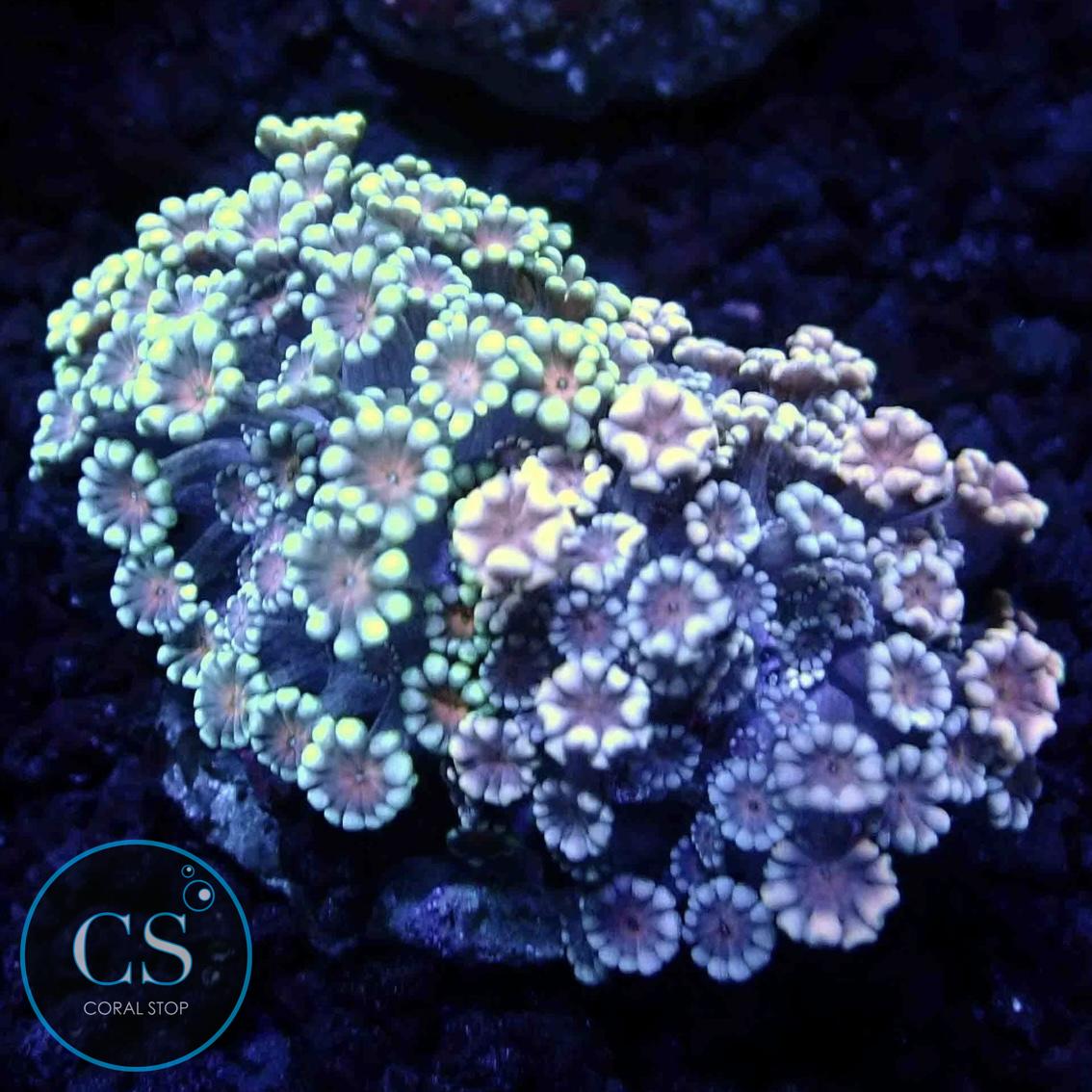 DUAL ALVEOPORA PLATE