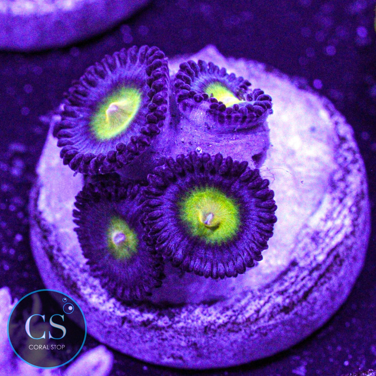 WWC AOI Zoa