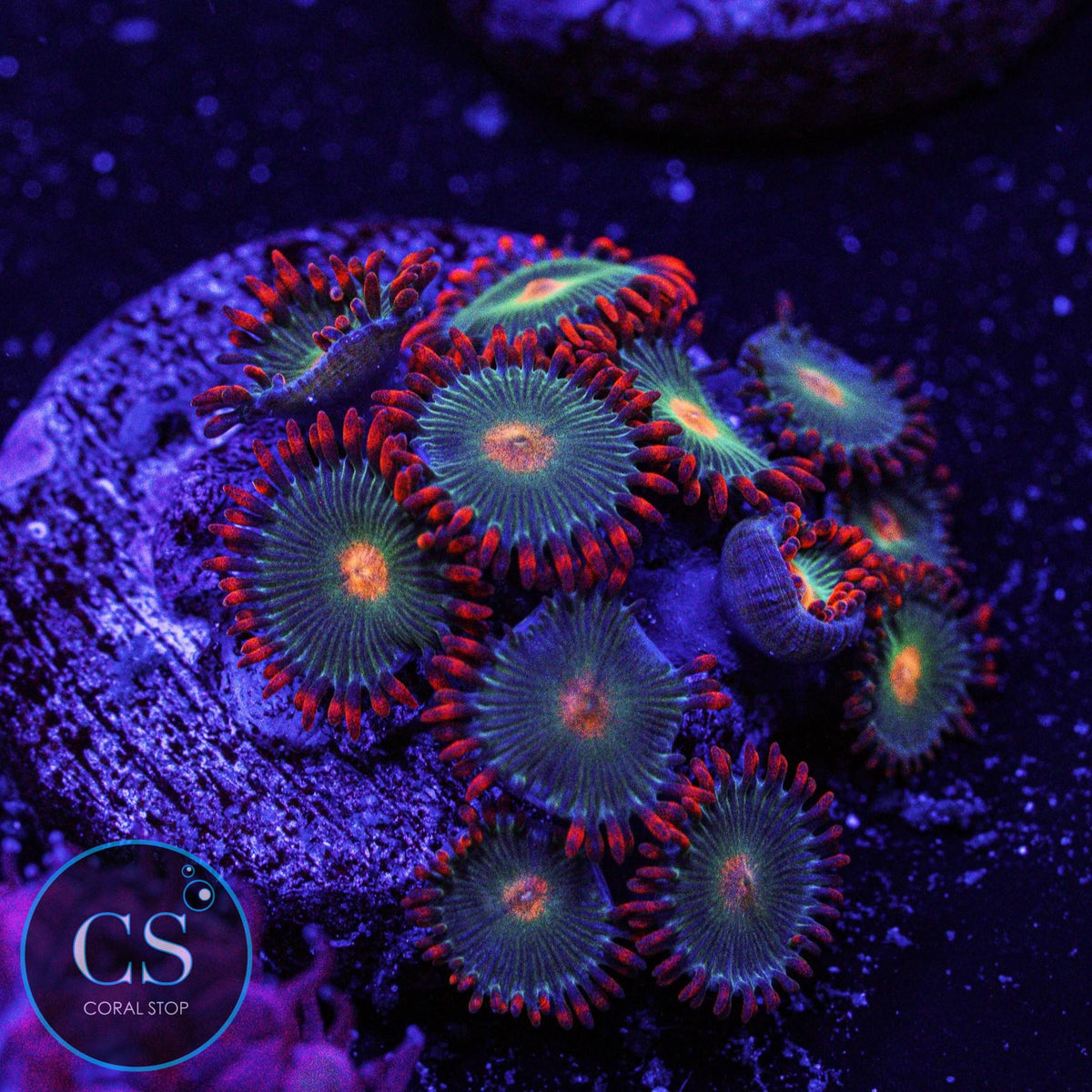 Gatorade Zoa