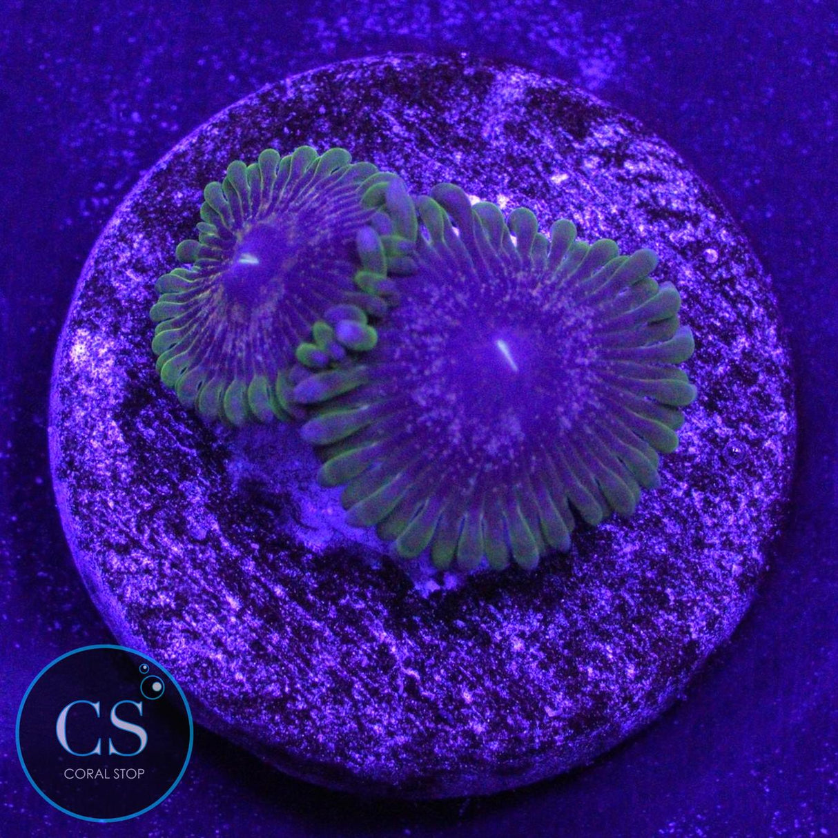IA PURPLE VELOUR ZOA