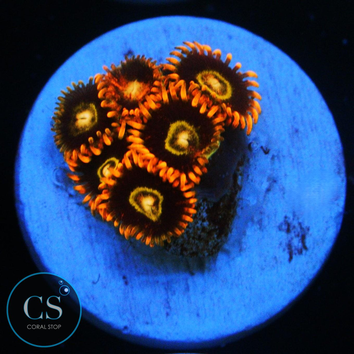 RAINBOW HORNET ZOA
