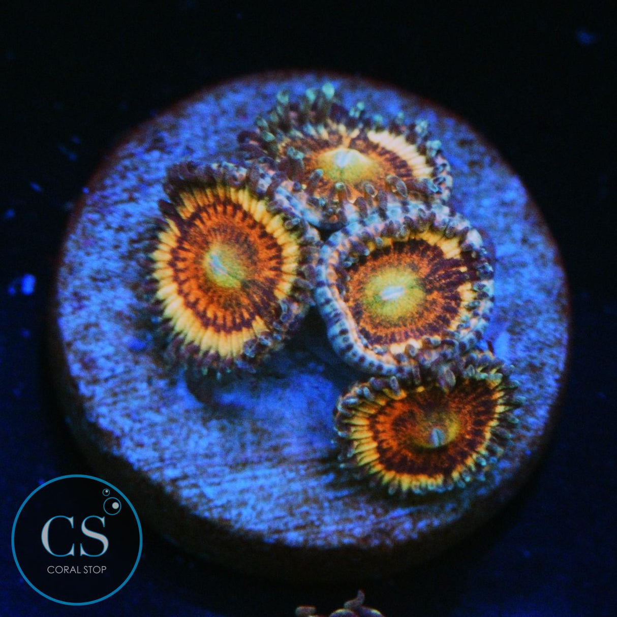 CS BLOODY CUTIES ZOA