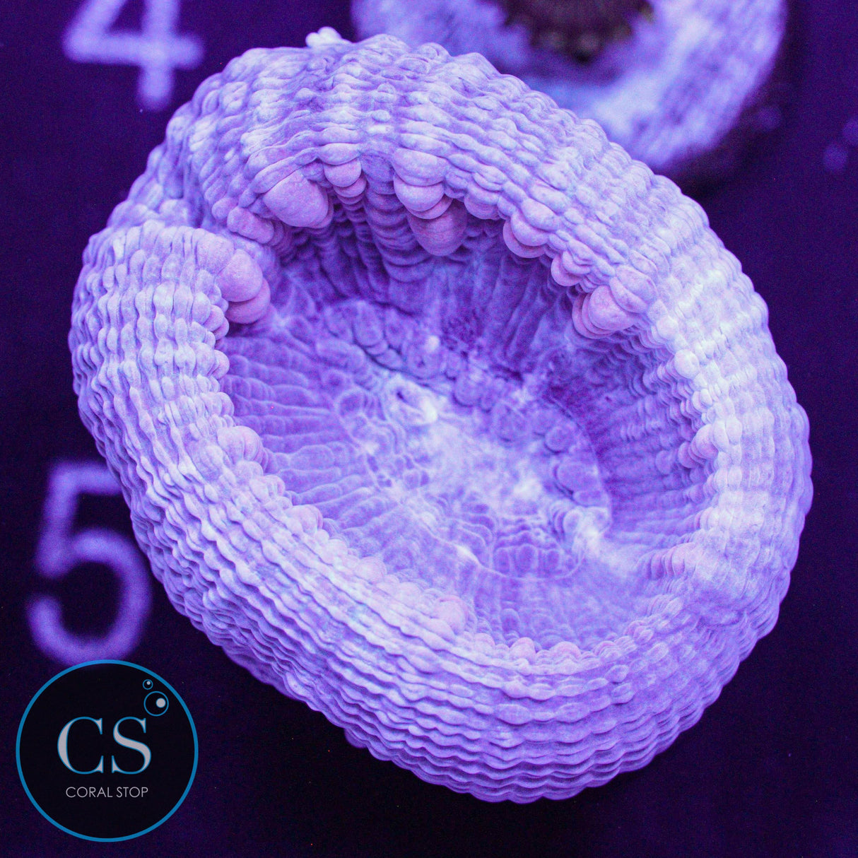 Reef Builders Giant Purple Candy Cane
