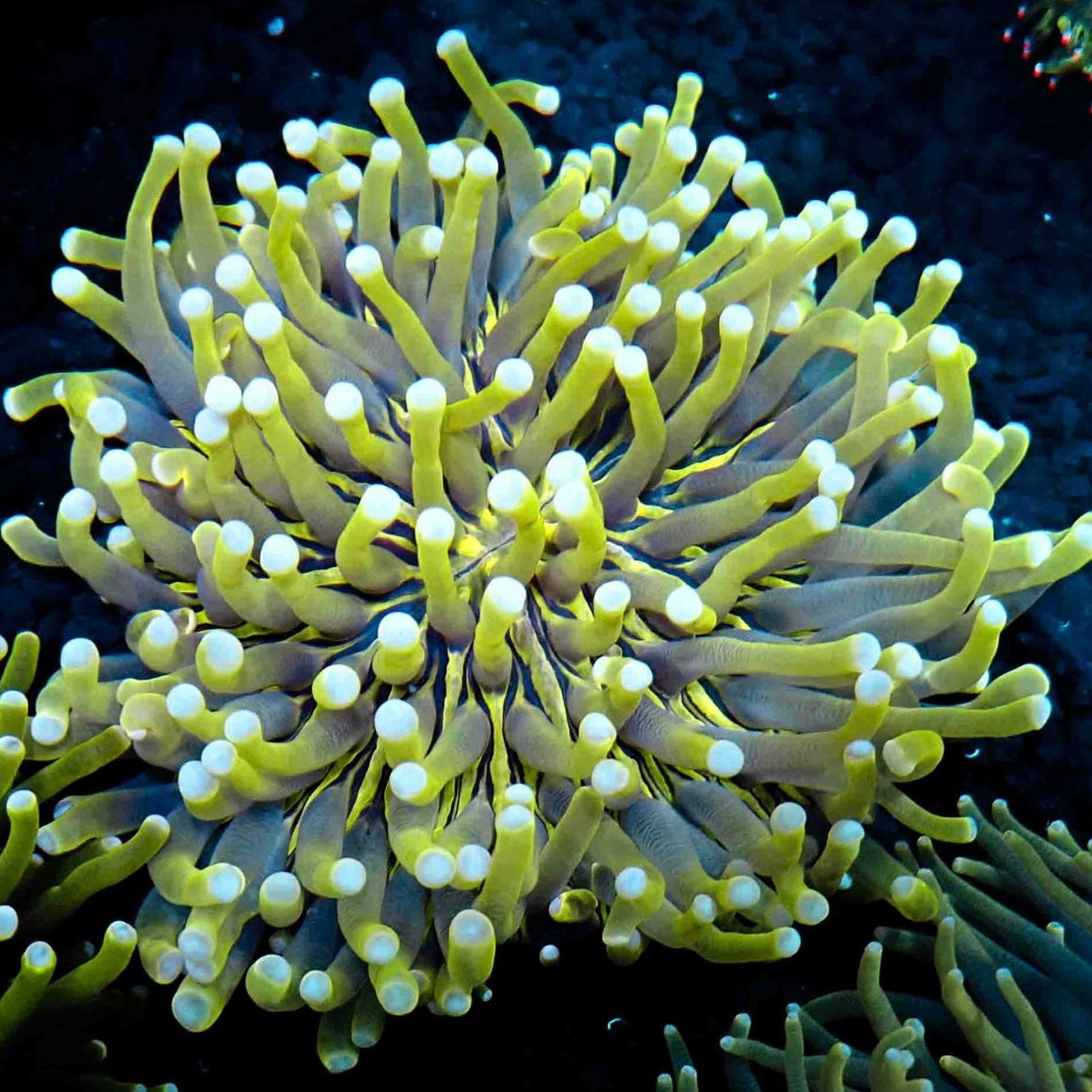 4"+ TOXIC HELIOFUNGIA PLATE