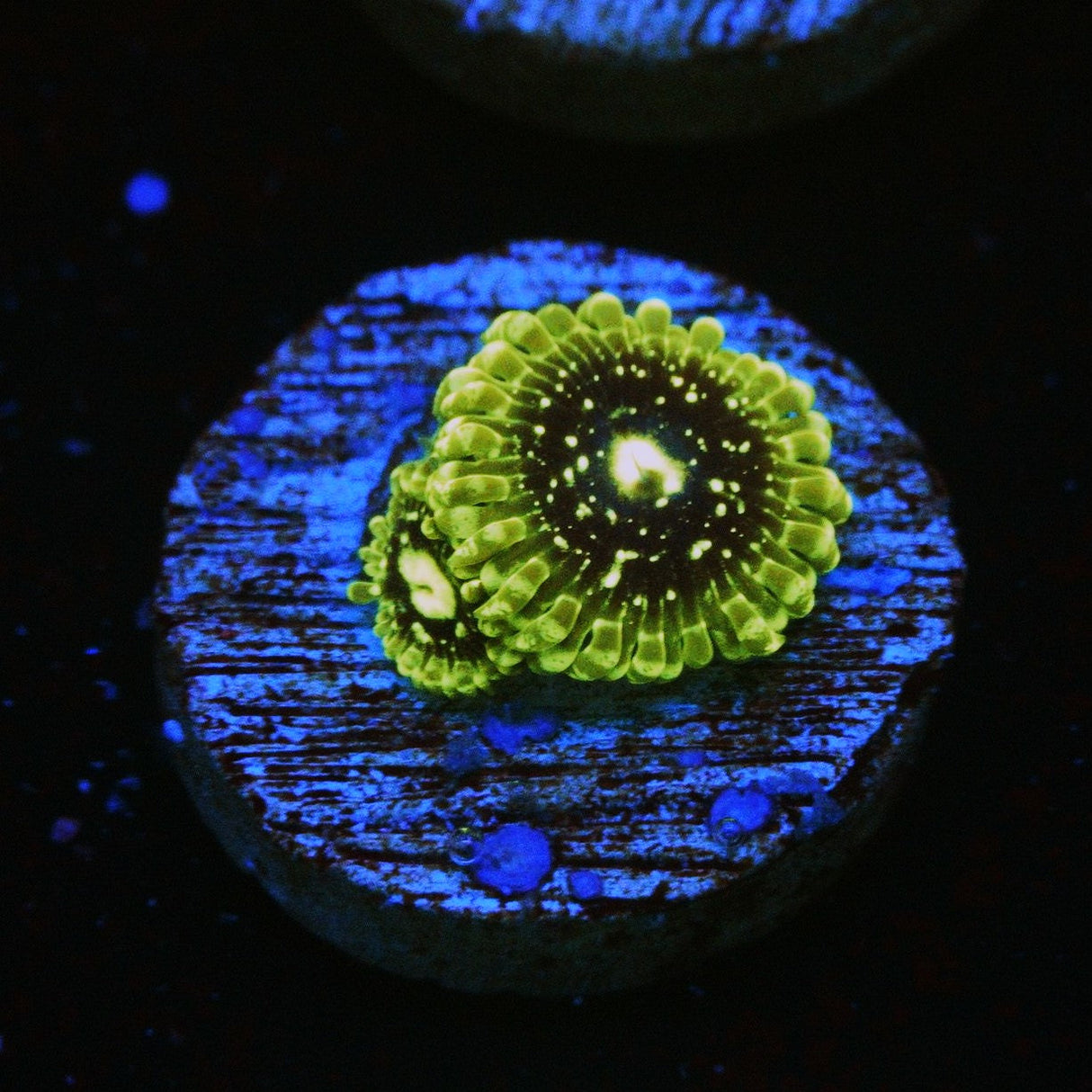 EXOSPHERE ZOA