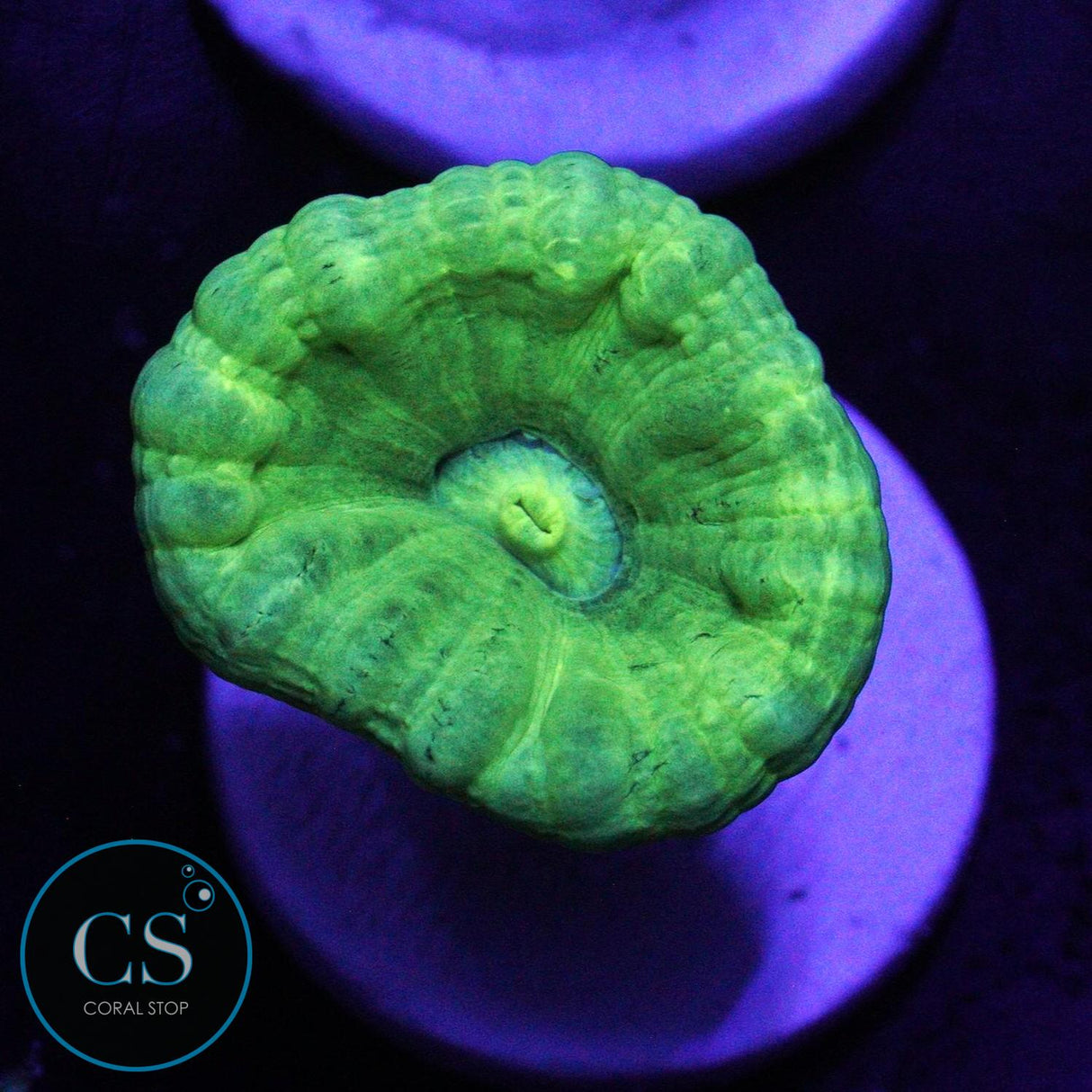 KRYPTONITE CANDY CANE