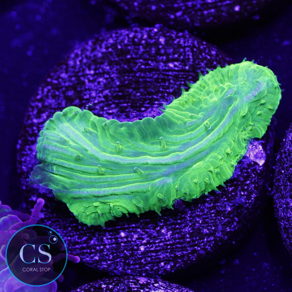 KRYPTONITE DIASERIS PLATE