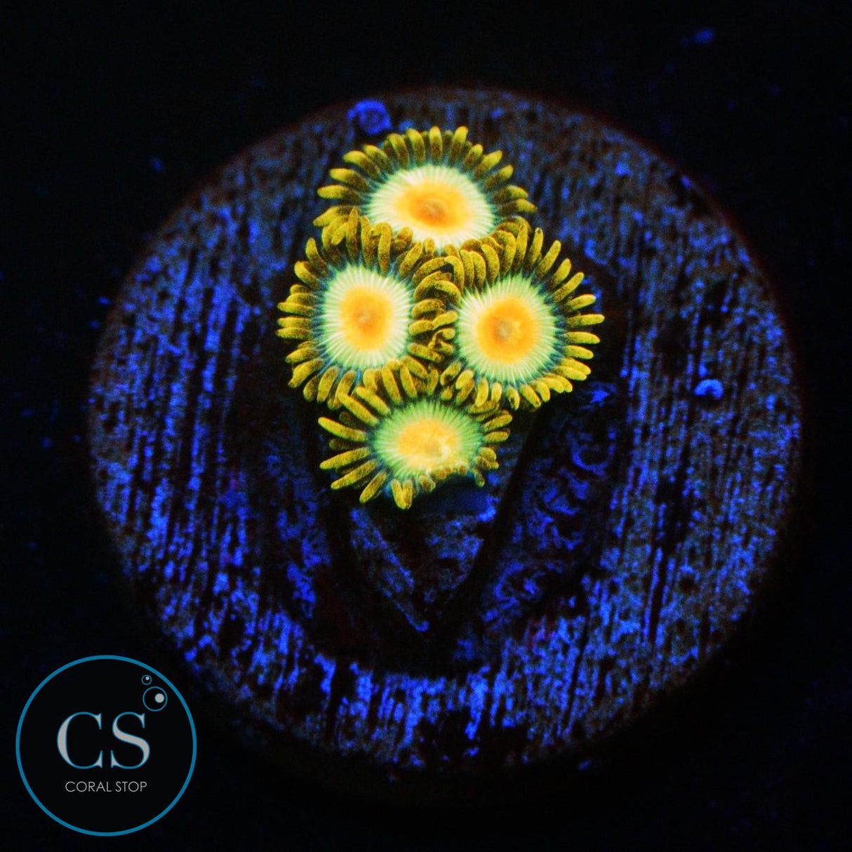 RASTA ZOA