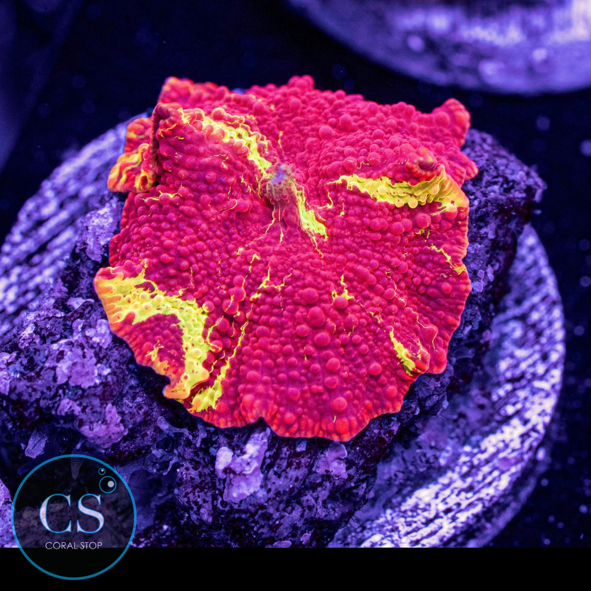 Eclectus Jawbreaker Mushroom