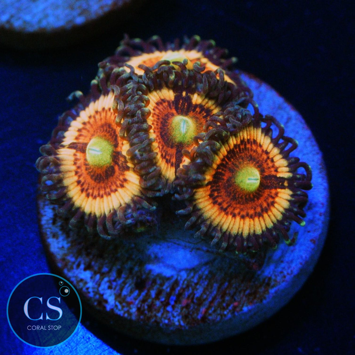 CS BLOODY CUTIES ZOA
