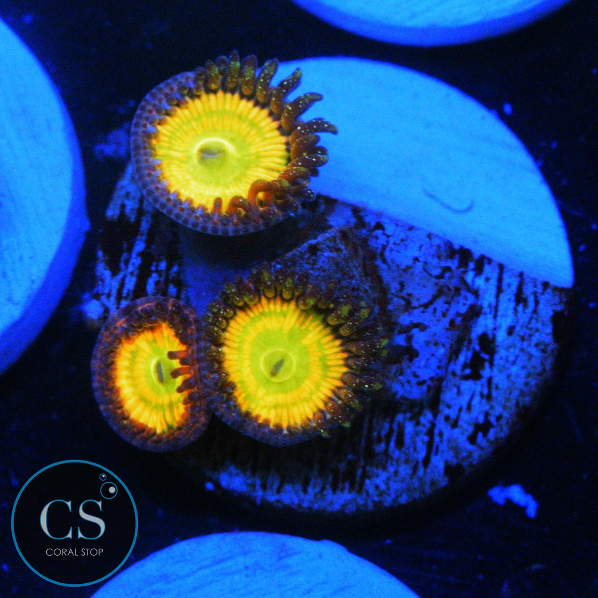 SUNNY DELIGHT ZOA