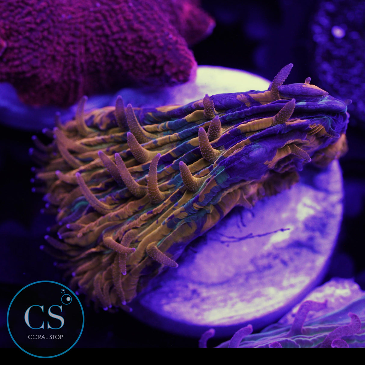 CS NEW RELEASE PURPLE MONSTER PLATE