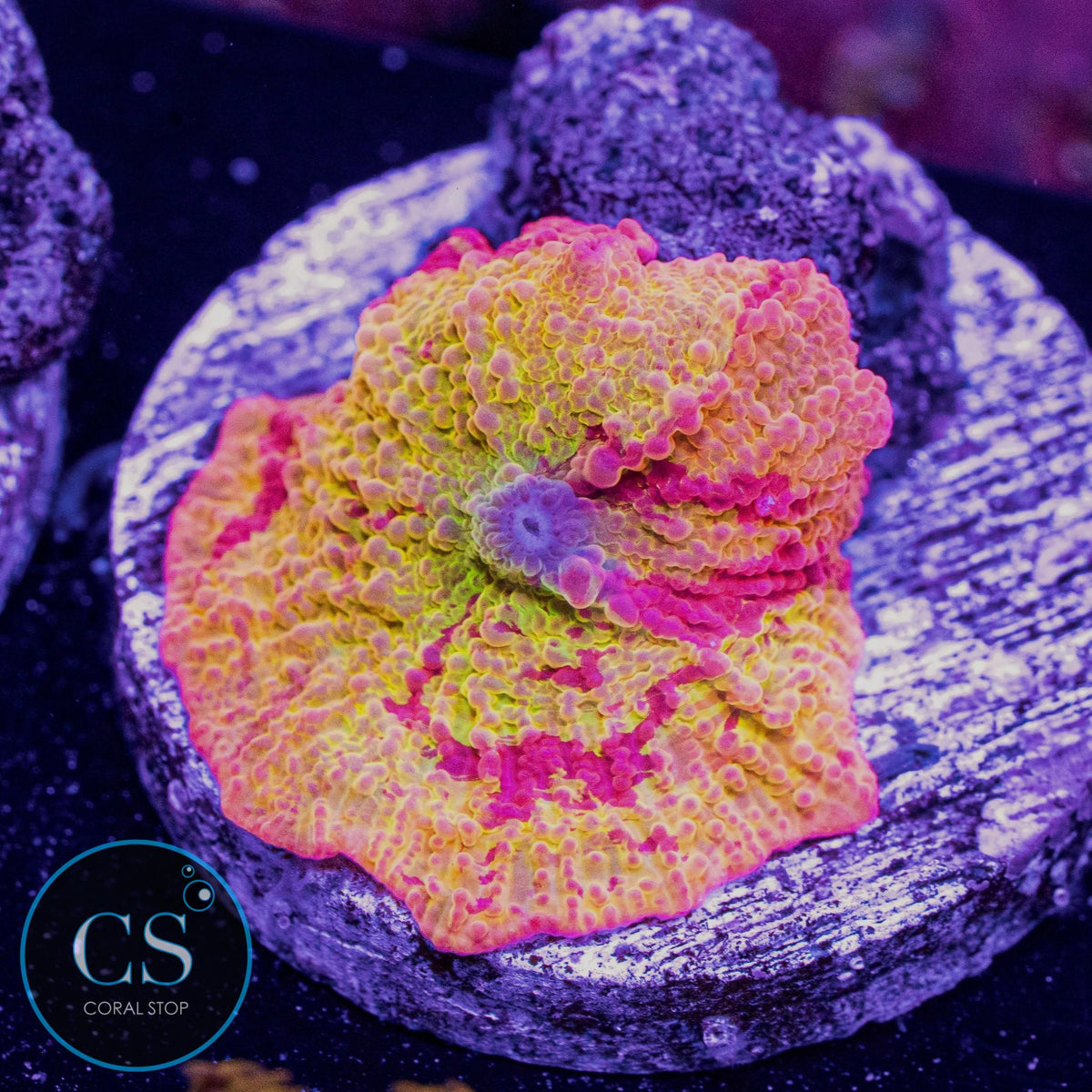 Morning Star Jawbreaker Mushroom
