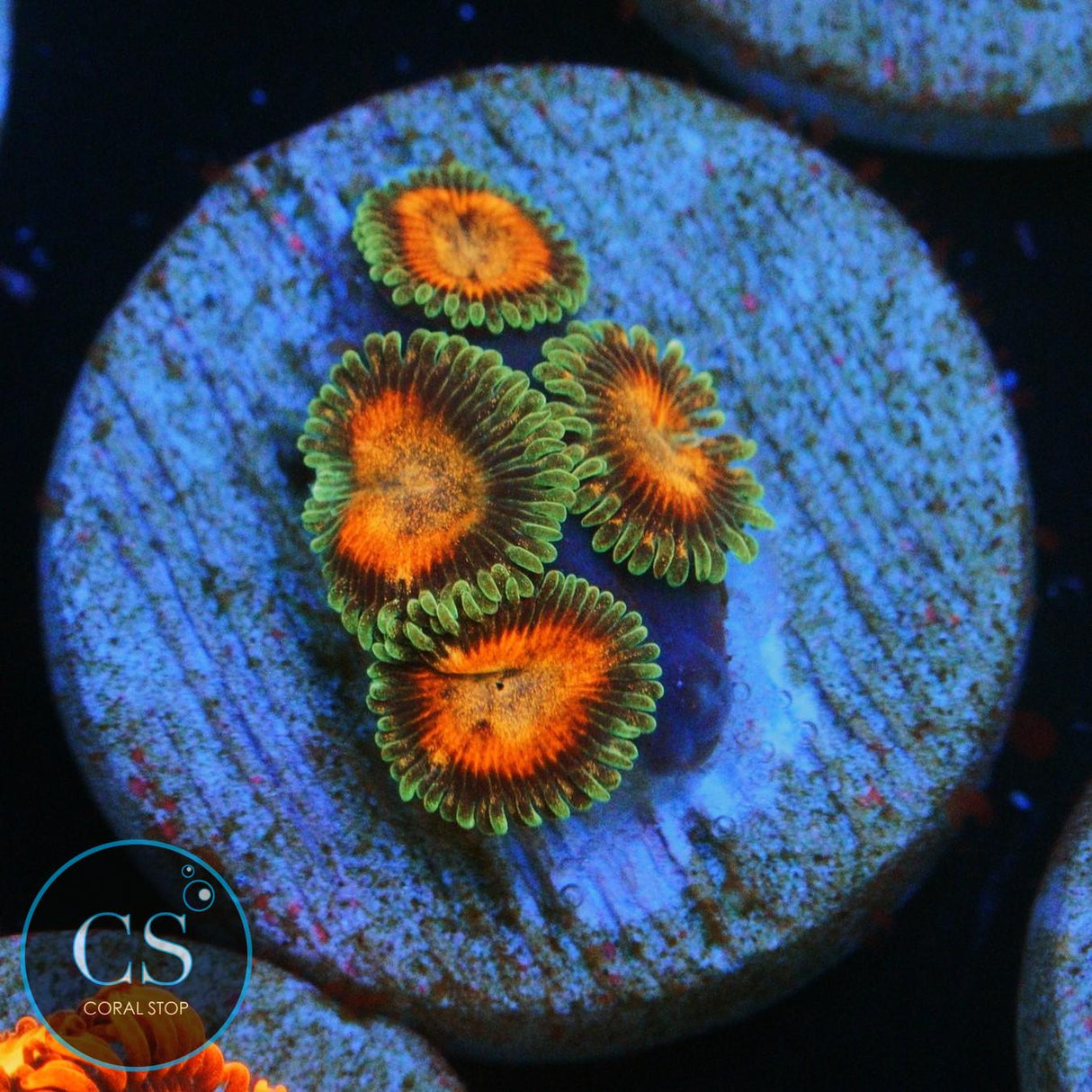 JF FAIRY TALES ZOA
