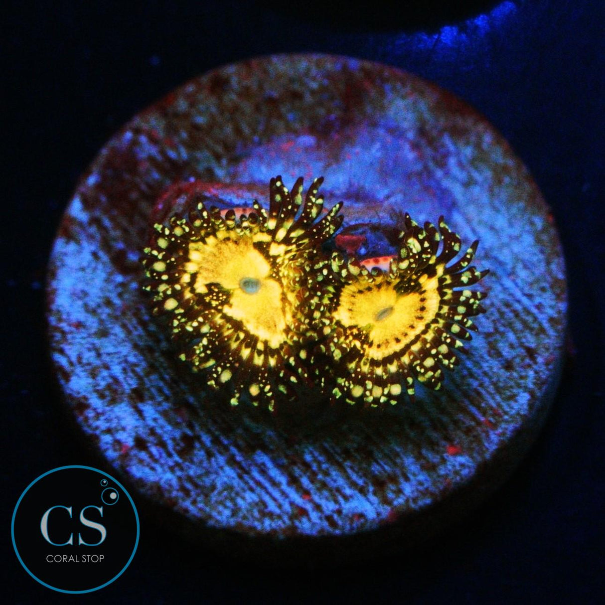 GRIM REAPERS ZOA