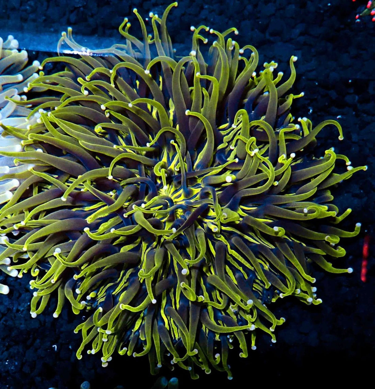 4"+ TOXIC HELIOFUNGIA PLATE