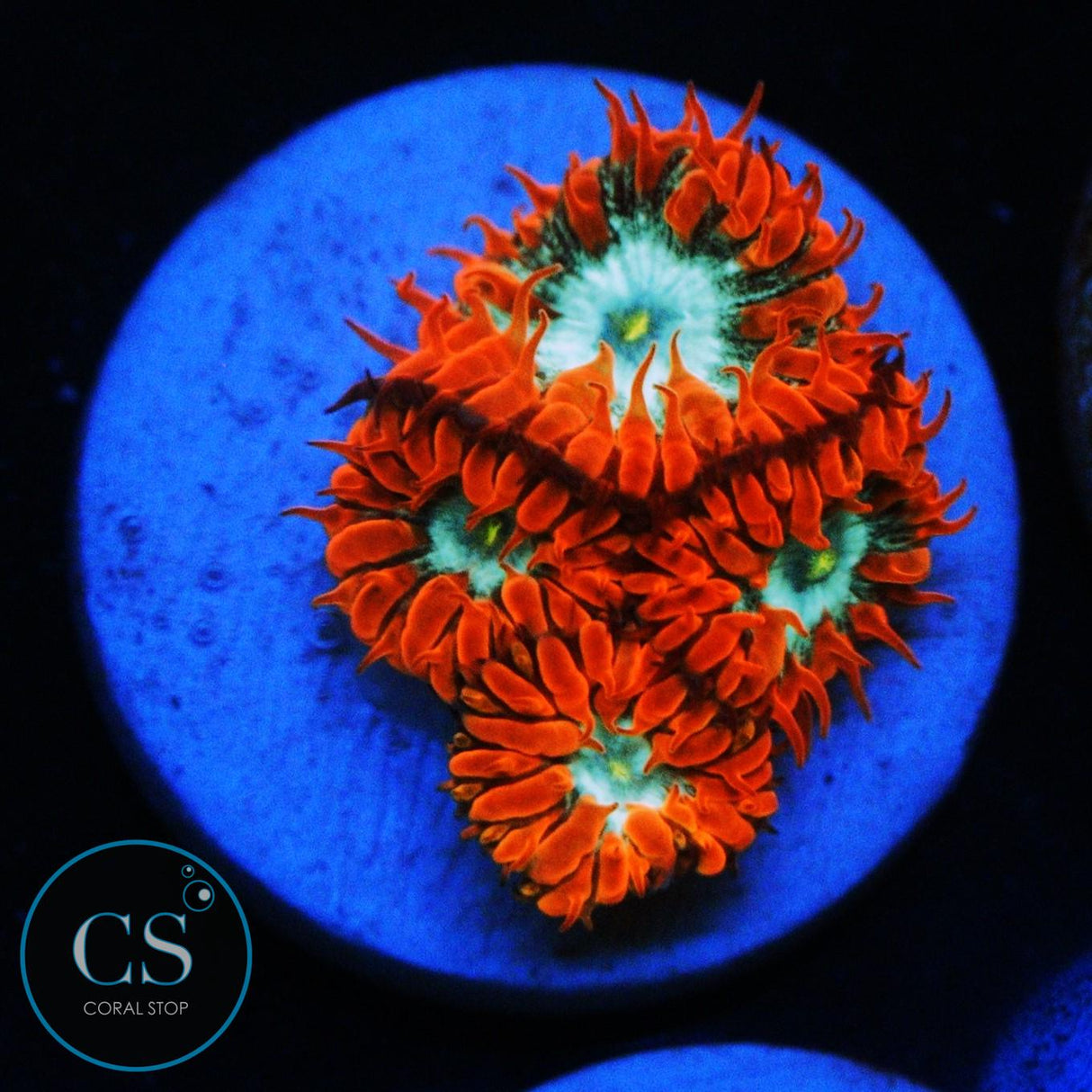CC FIRE AND ICE BLASTO MERLETTI