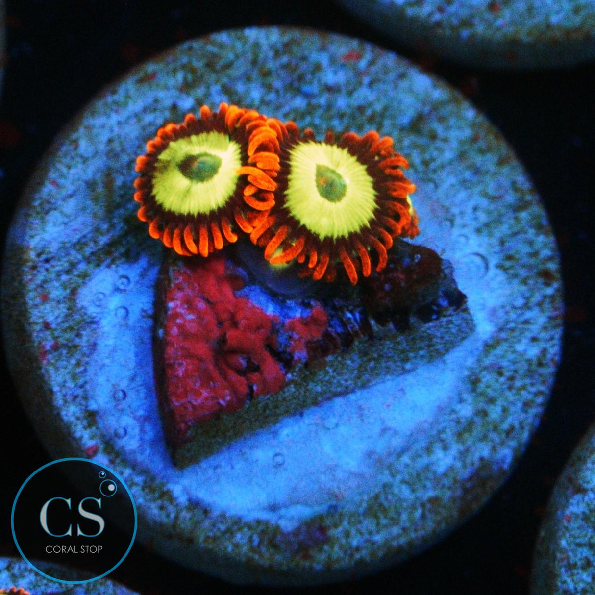 EMERALD ON FIRE ZOA