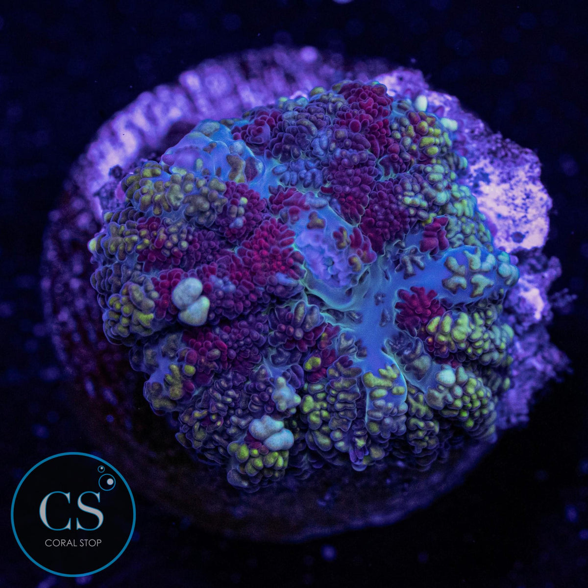 Cherry Limeade Pincushion Bounce Mushroom