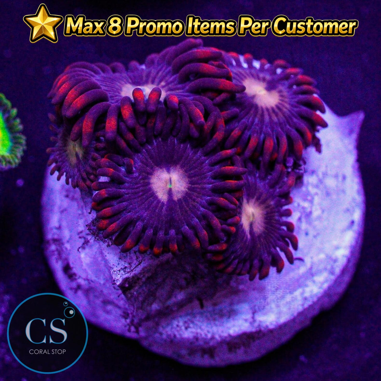 Flaming Sun Zoa