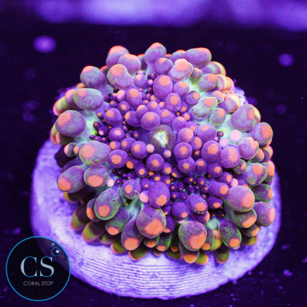 Godzilla Bounce Mushroom