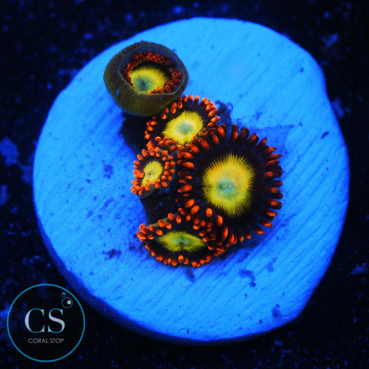 OG CIRCUS ZOA