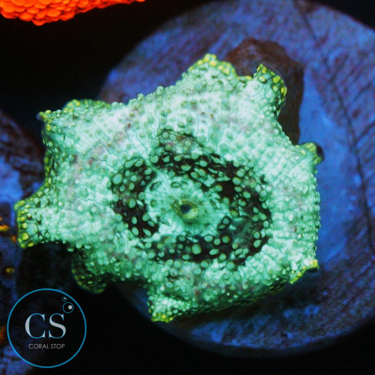 URANIUM GAS MUSHROOM