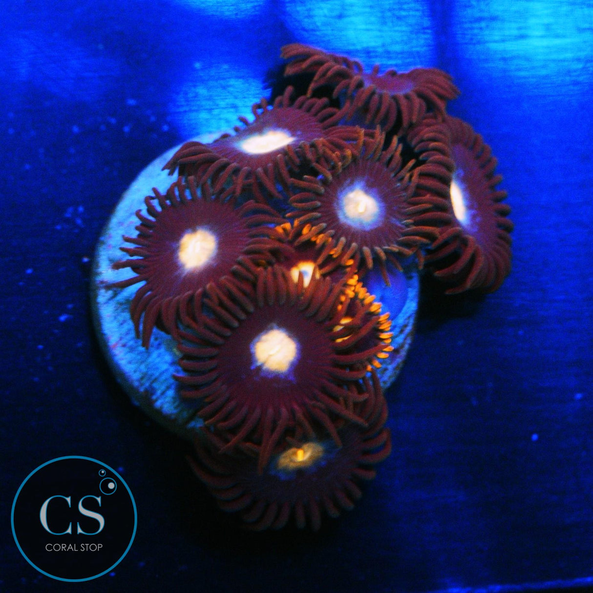 JPS MYSTIQUE ZOA