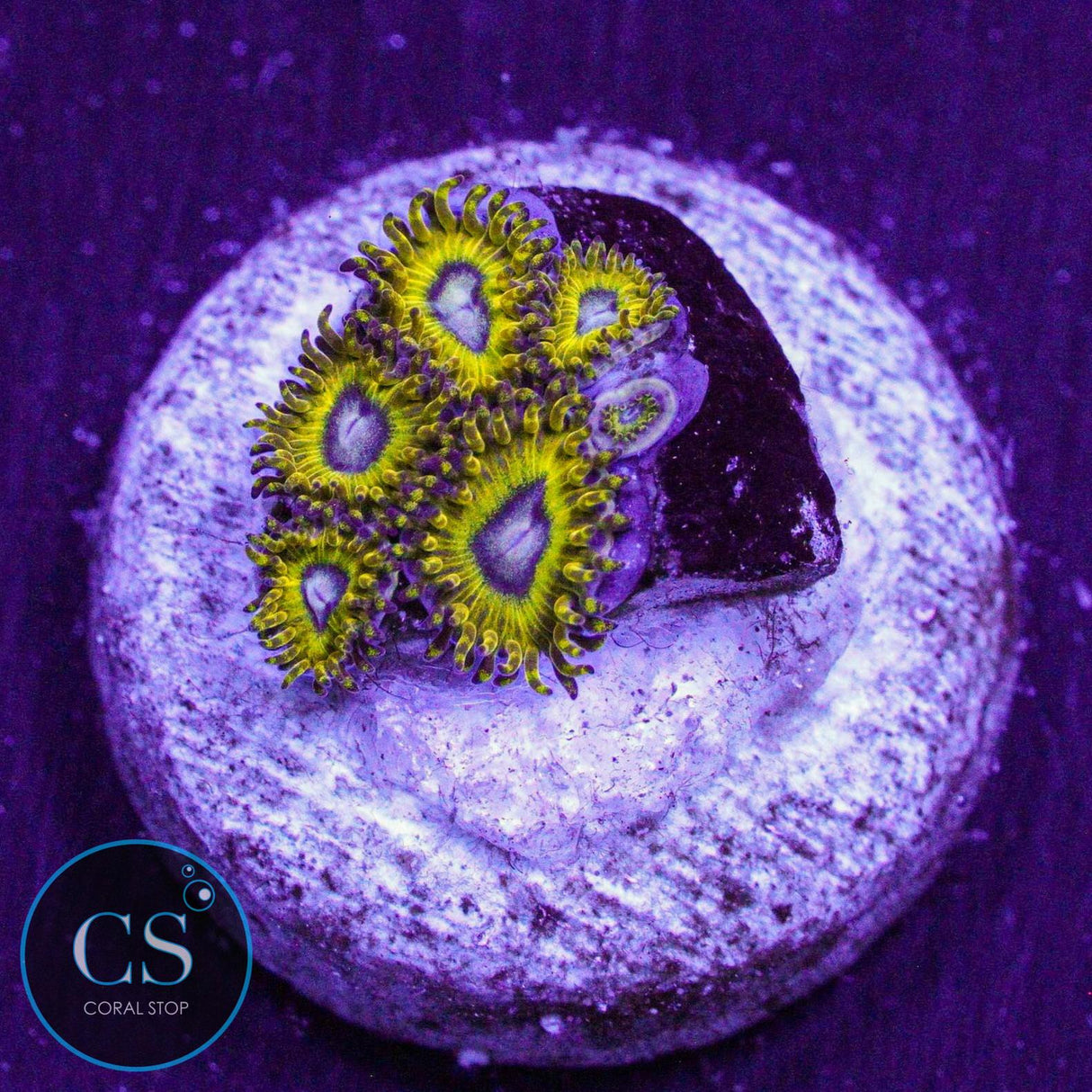 Pikachu Zoa