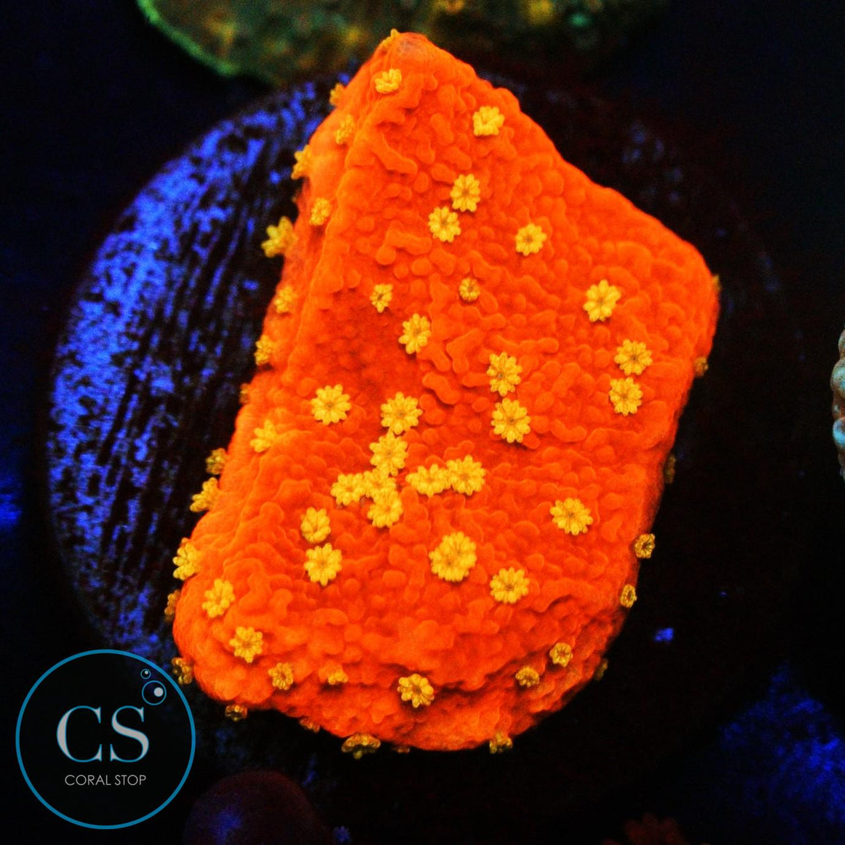 SUNBURST MONTI
