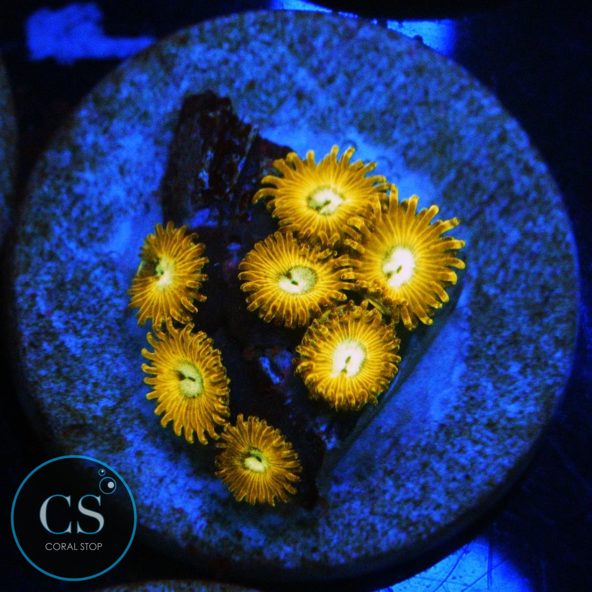 PIKACHU ZOA