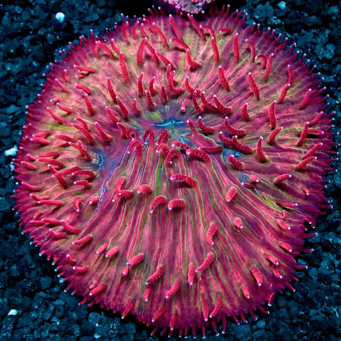 FLAME TIP DIASERIS PLATE