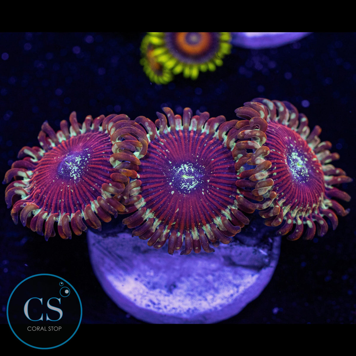 Seduction Zoa