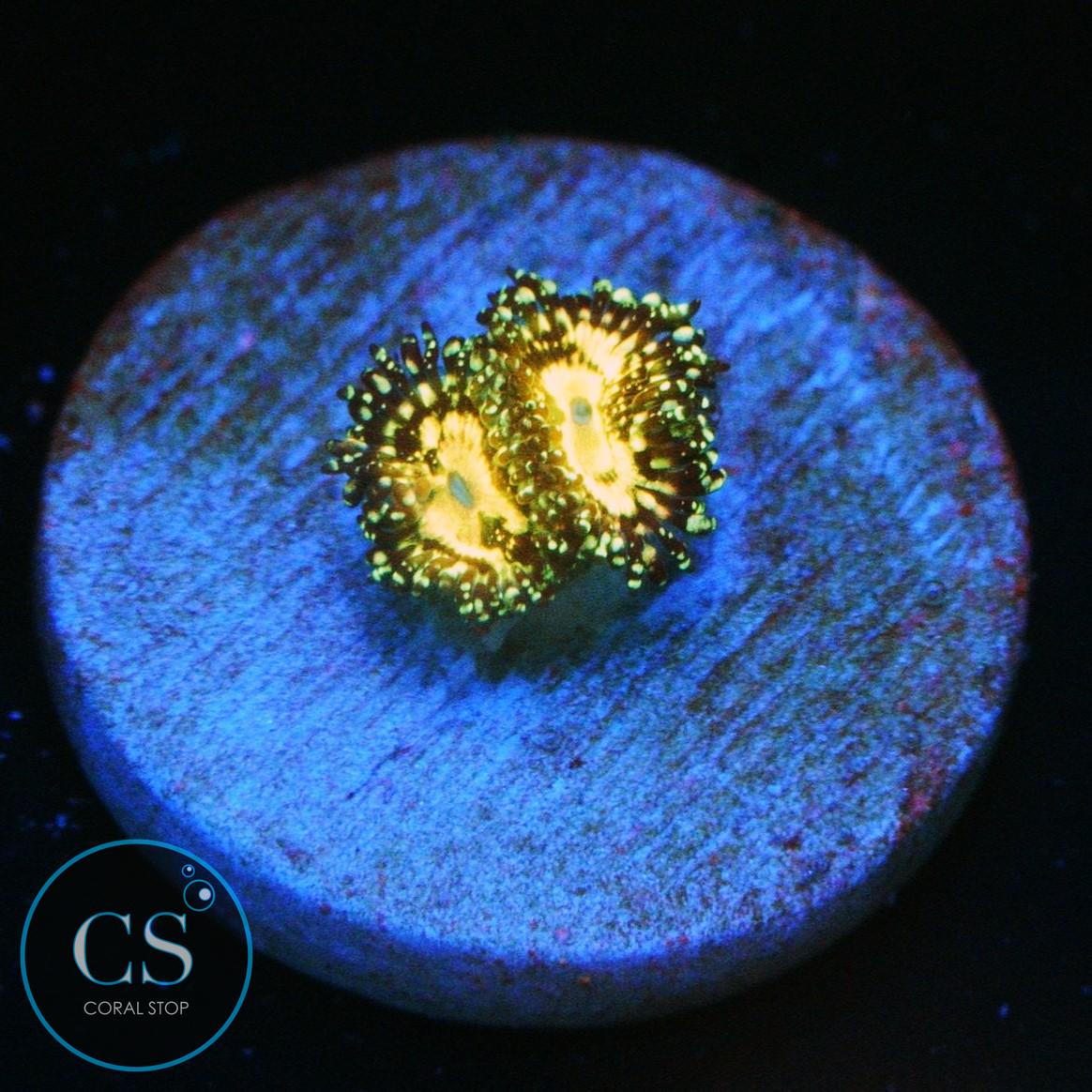 GRIM REAPER ZOA