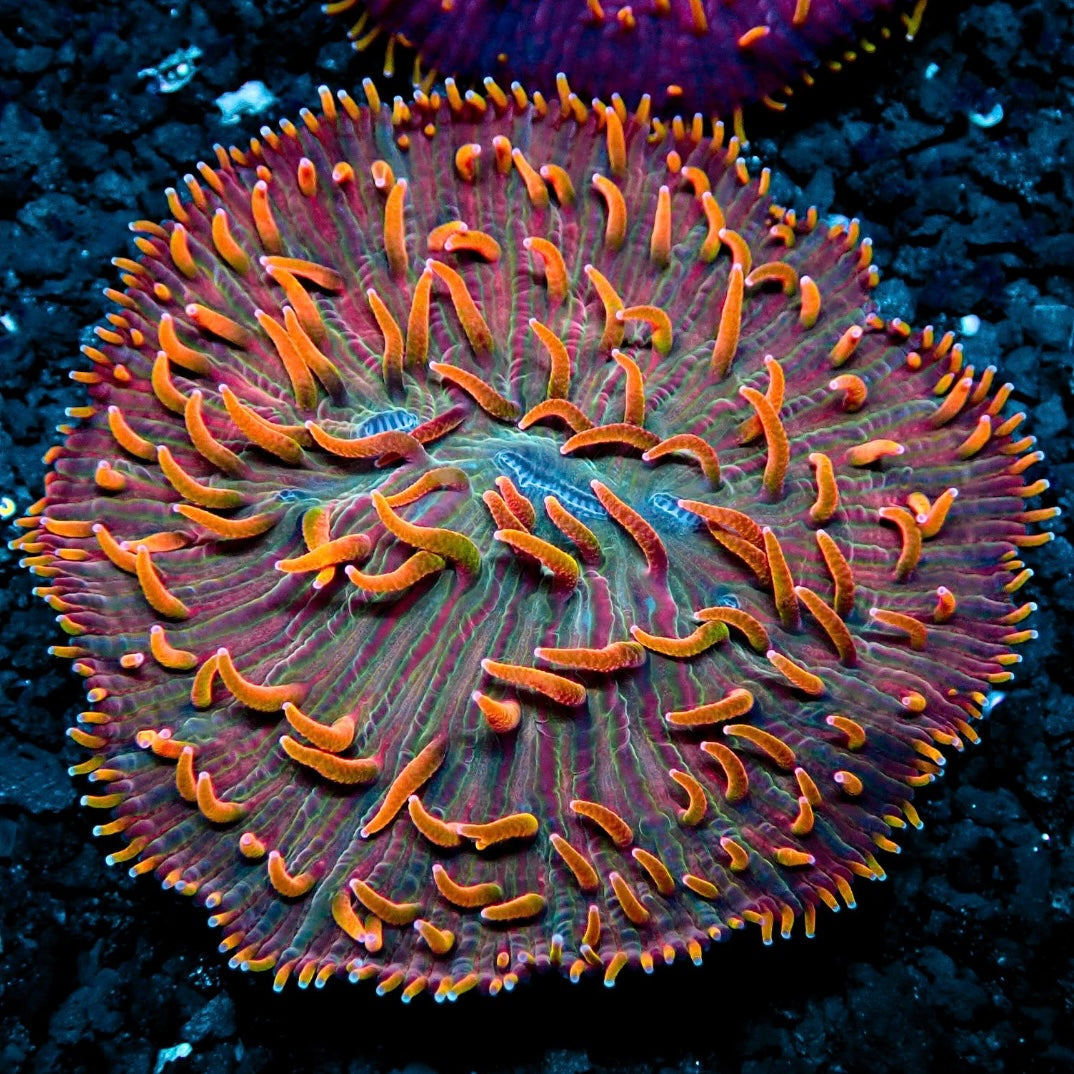 RAINBOW DIASERIS PLATE