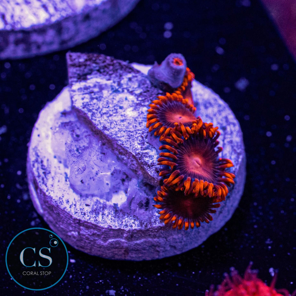 Orange Bam Bam Zoa