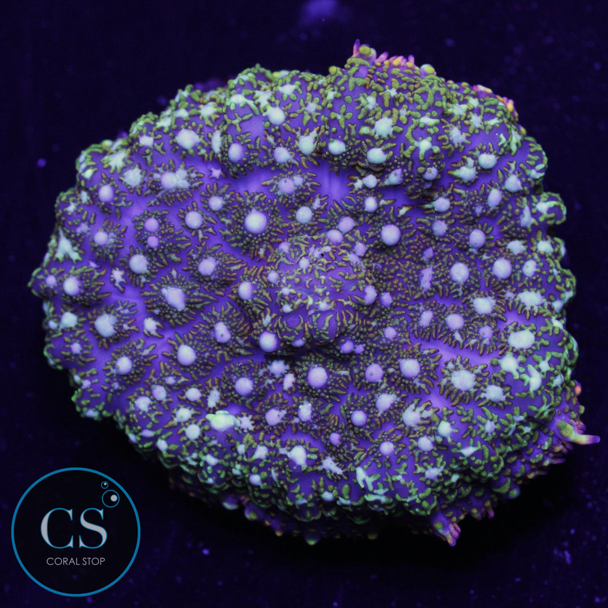 General Tso Mushroom