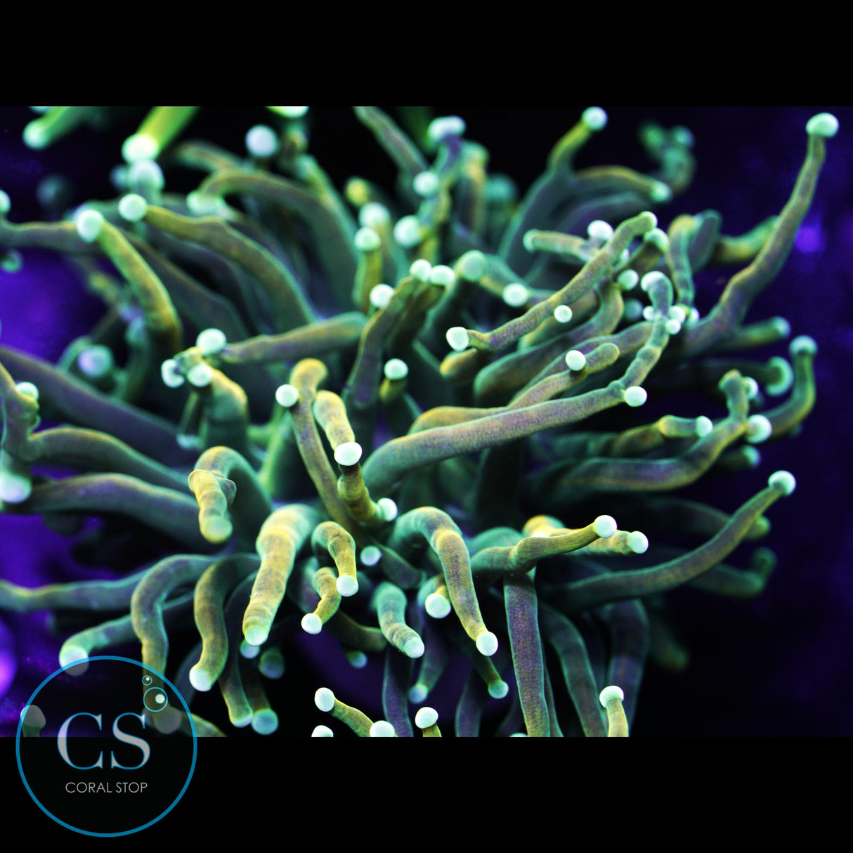 TSA Holy Moly Gold Torch