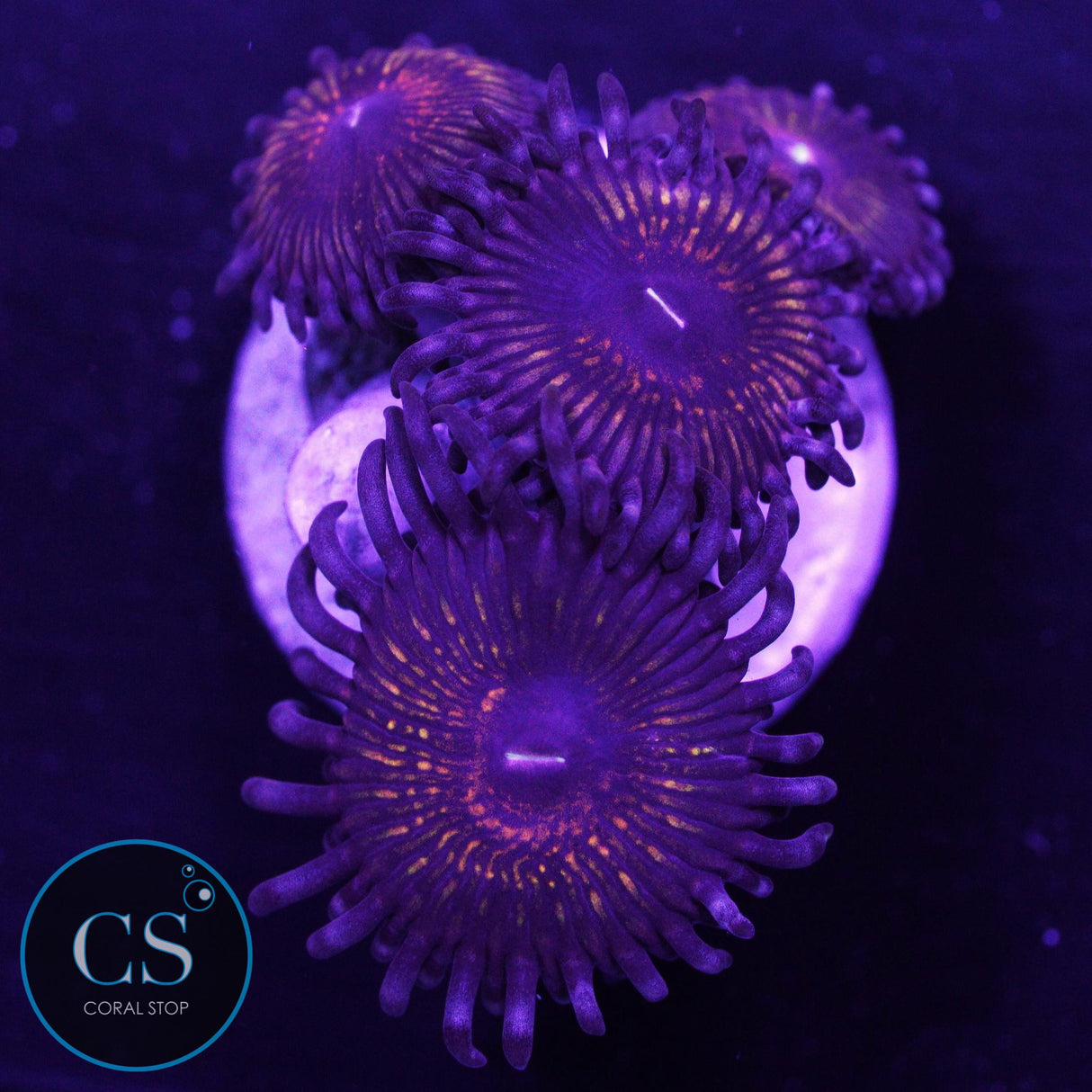 CS Creepy Crawler Zoa