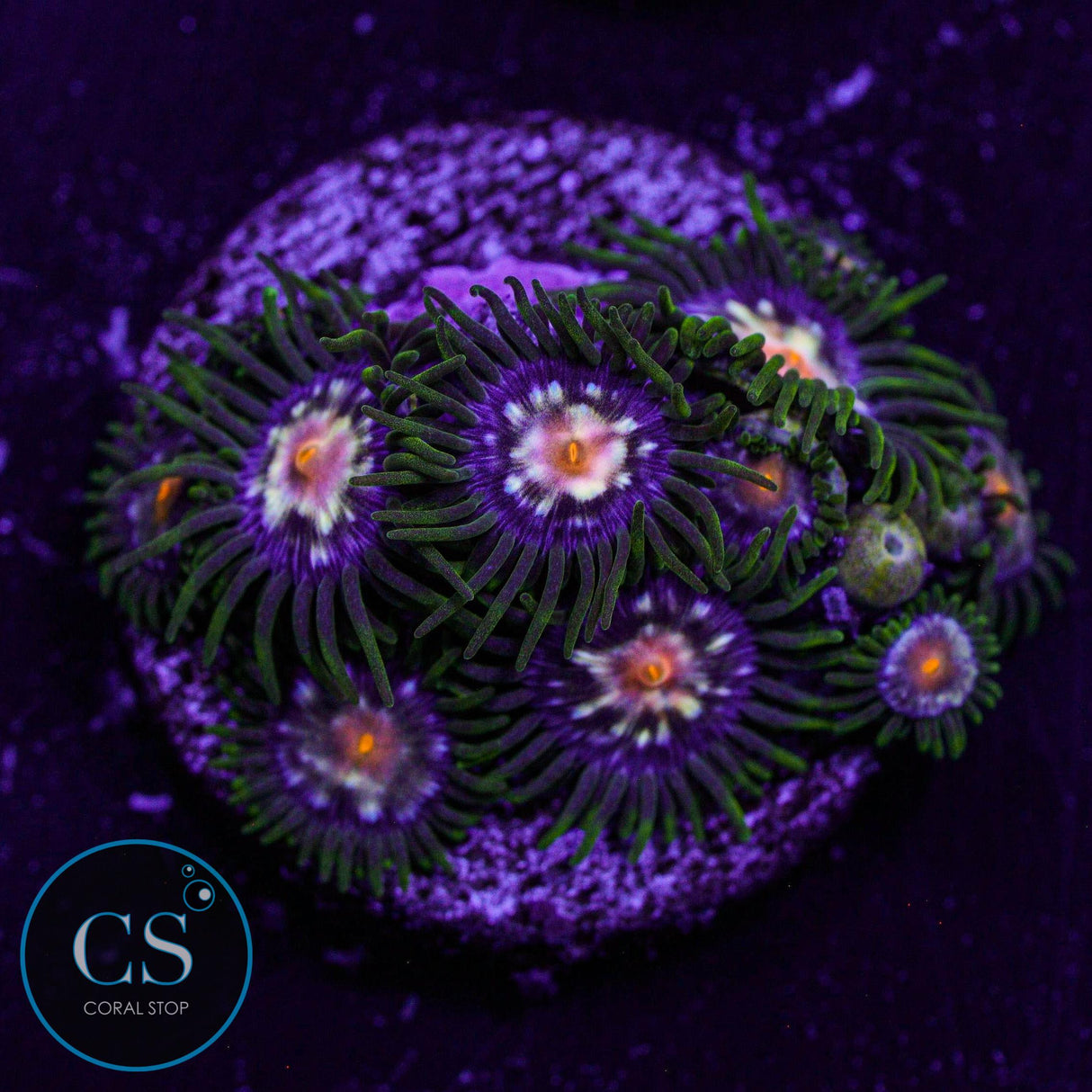 JF Stargazer Zoa