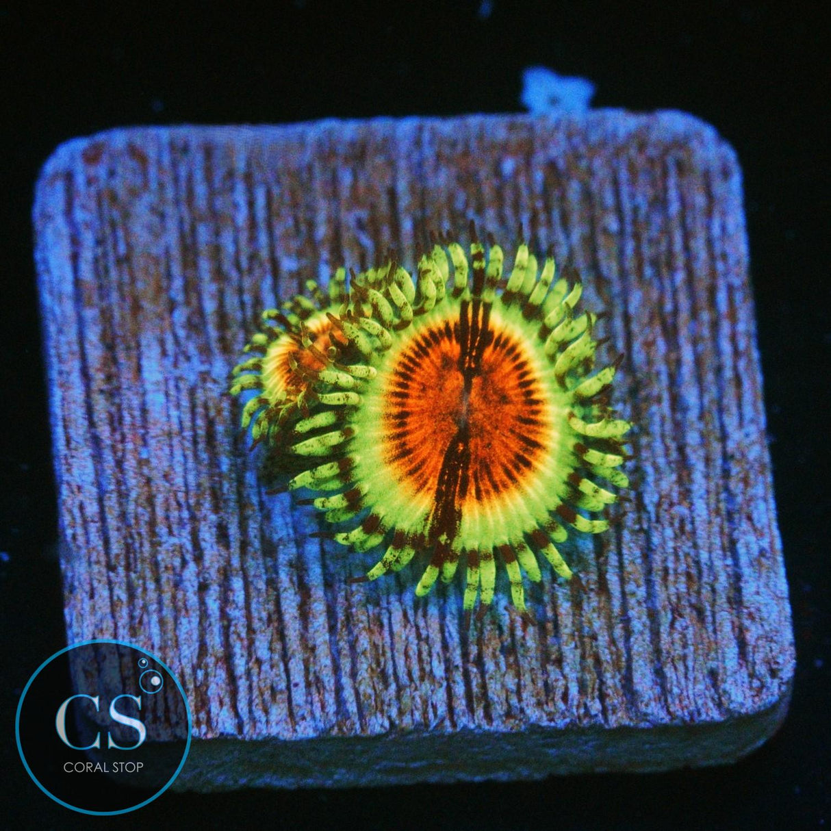 JF BLOODSHOT ZOA