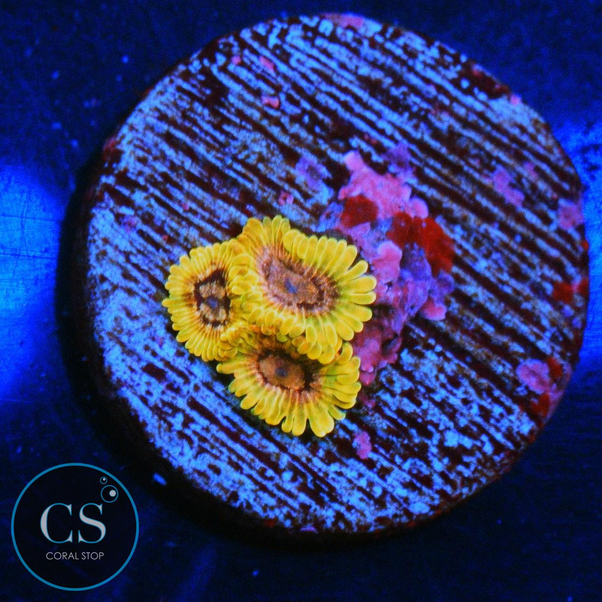 ACID REFLUX ZOA