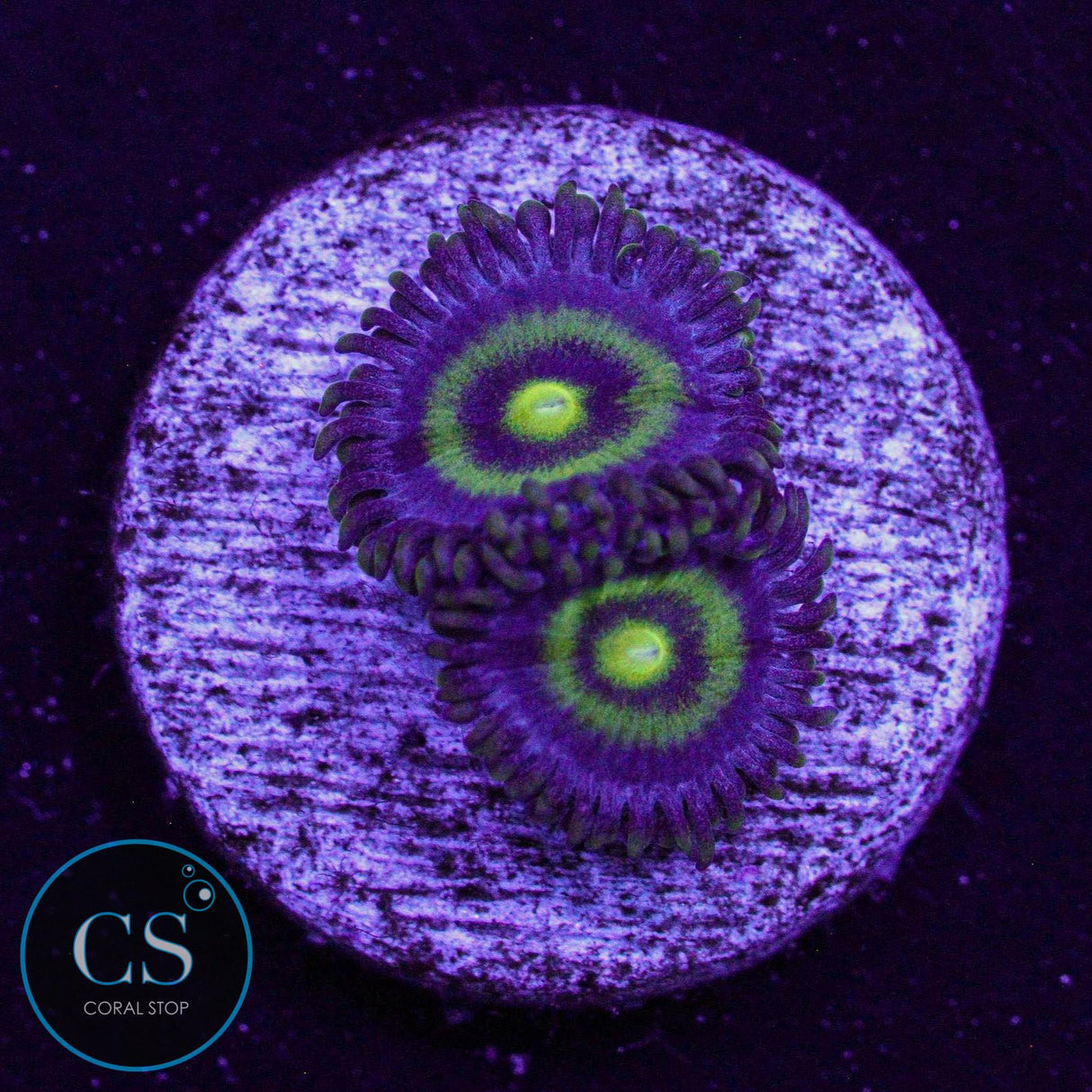 UC OutKast Zoa