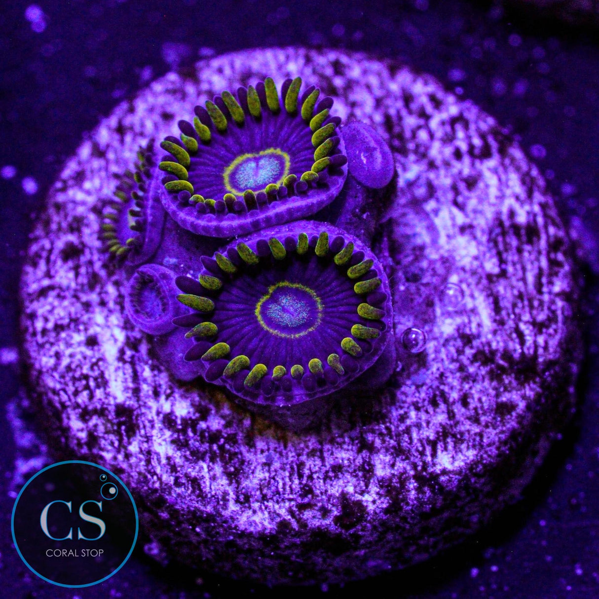 Blue Hornet Zoa
