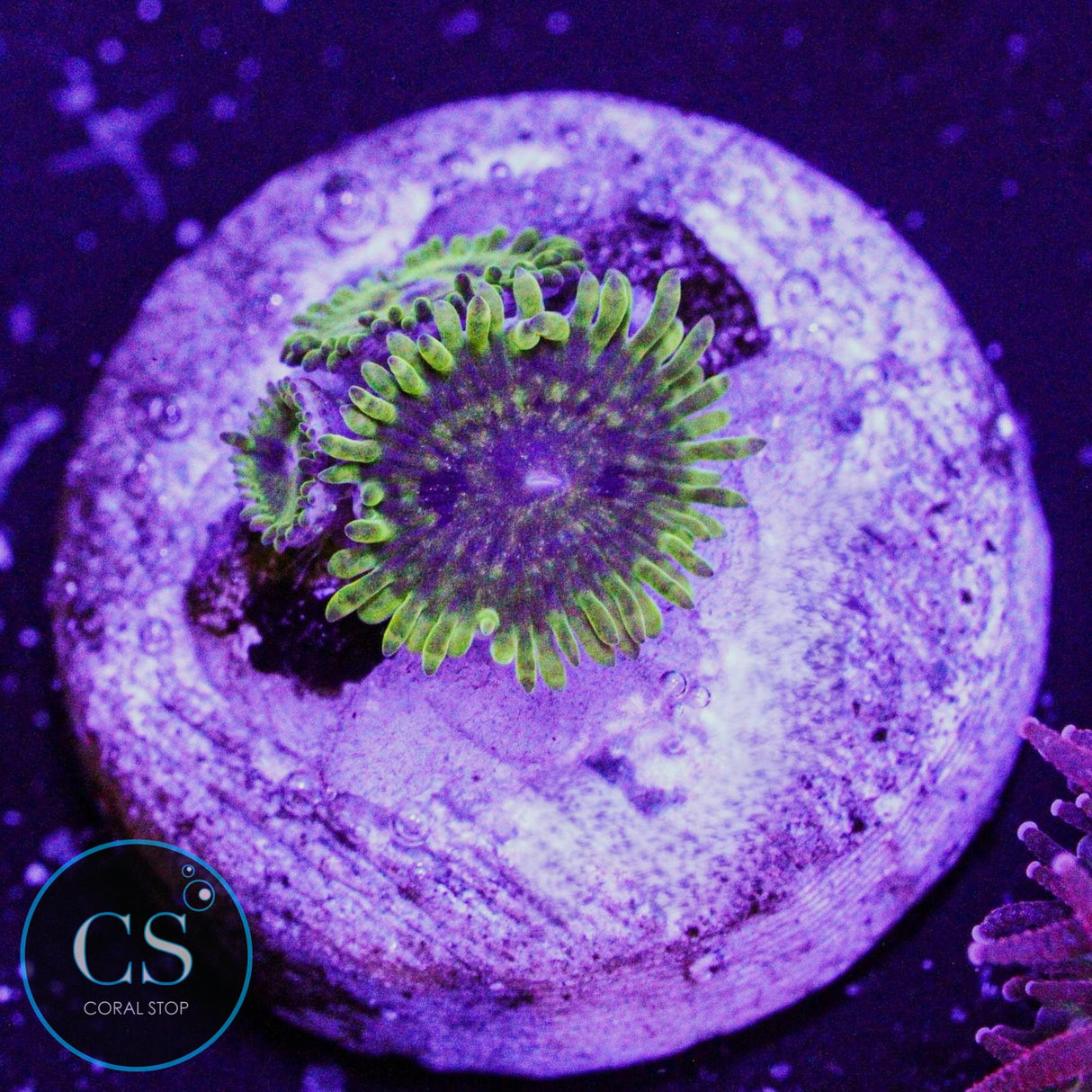 Wobbegong Zoa