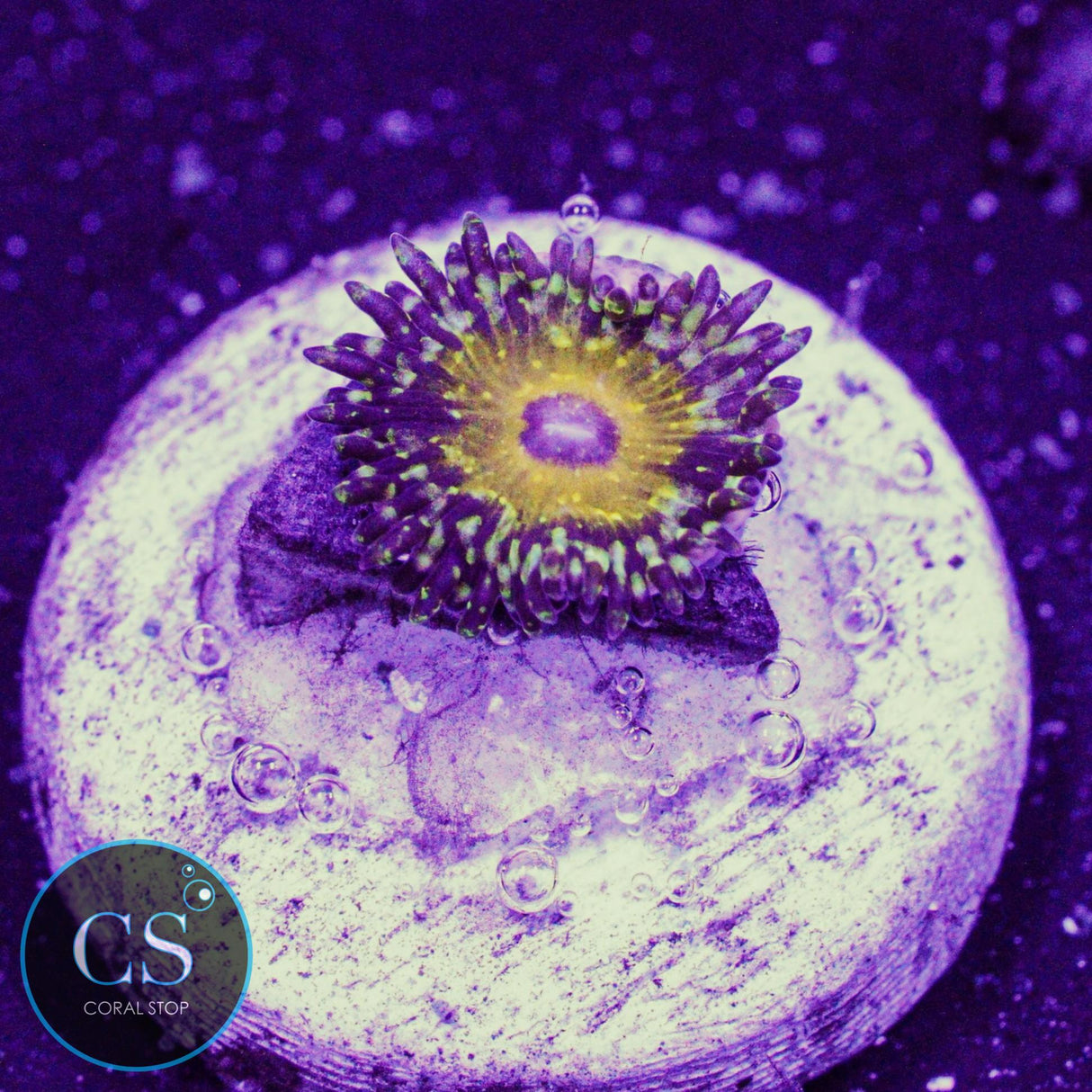 NYRA Godbeast Zoa