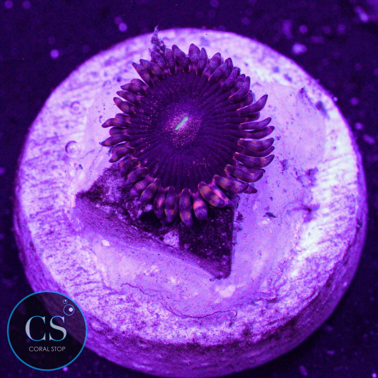 LC Andromeda Zoa