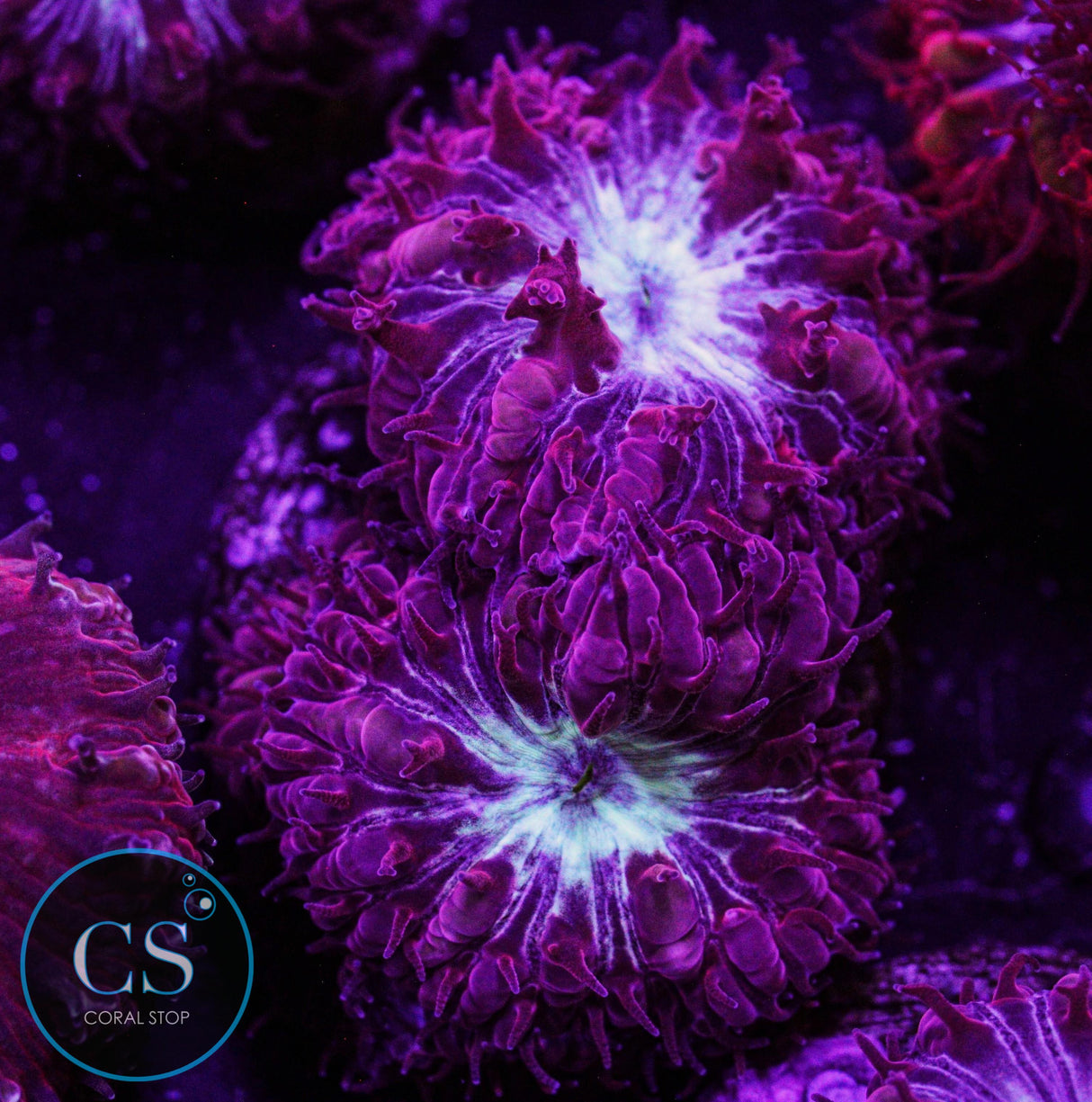 CS Midnight Ice Blastomussa Merletti