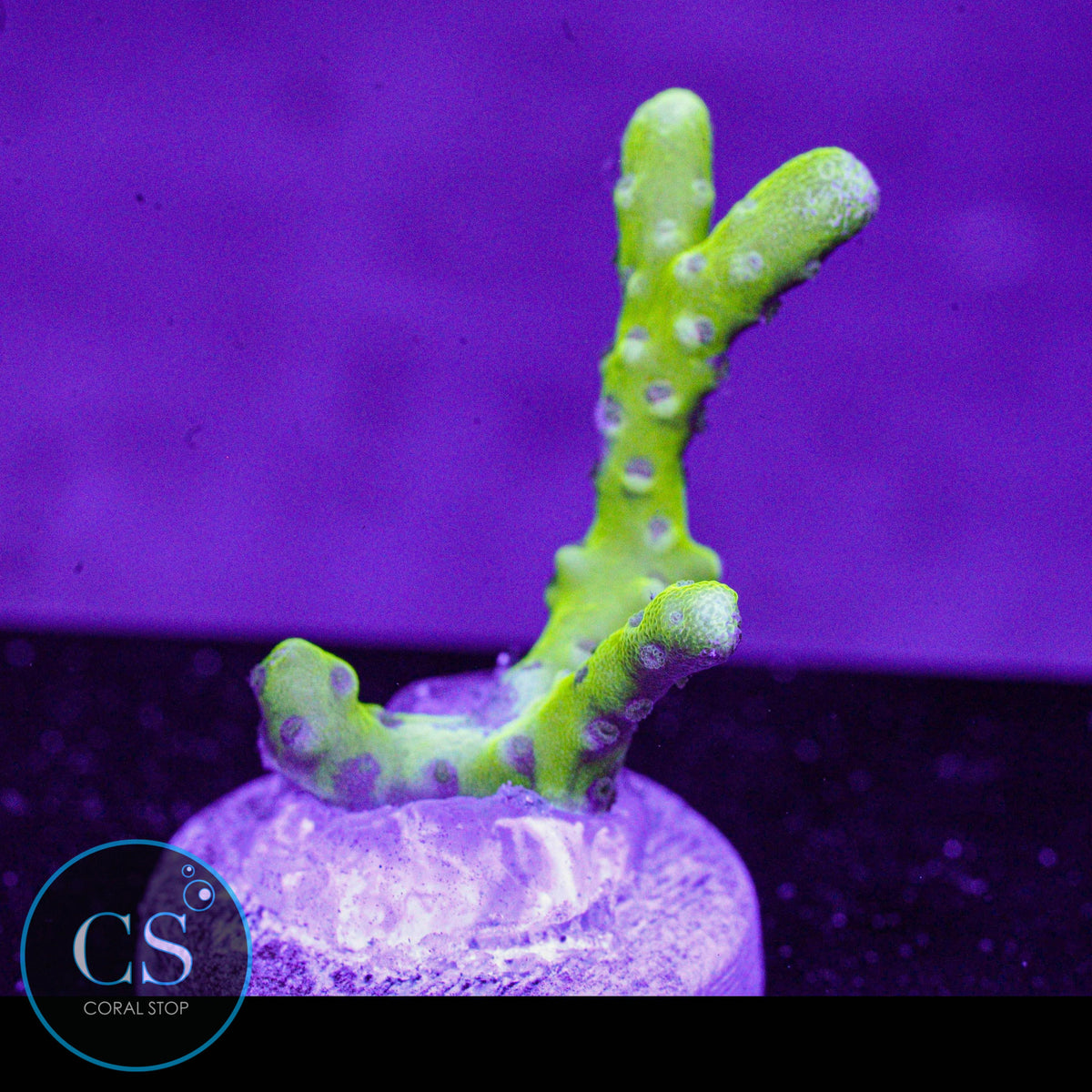Goldenrod Anacropora