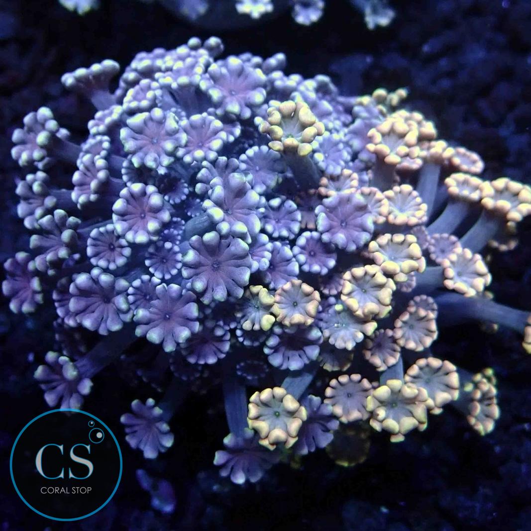 DUAL ALVEOPORA PLATE